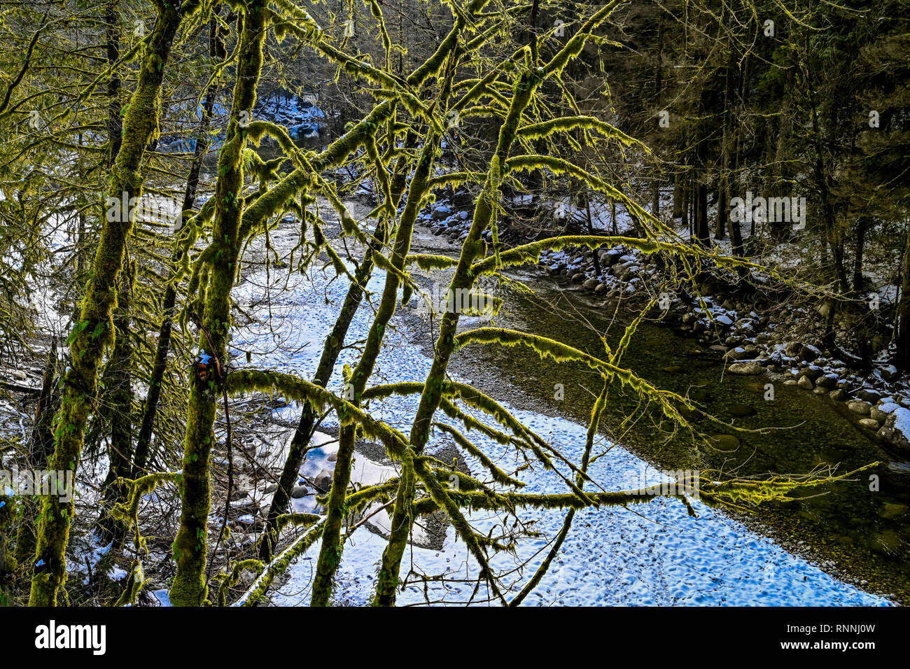 Seymour River, Winter, untere Seymour Conservation Reserve, North Vancouver, British Columbia, Kanada Stockfoto