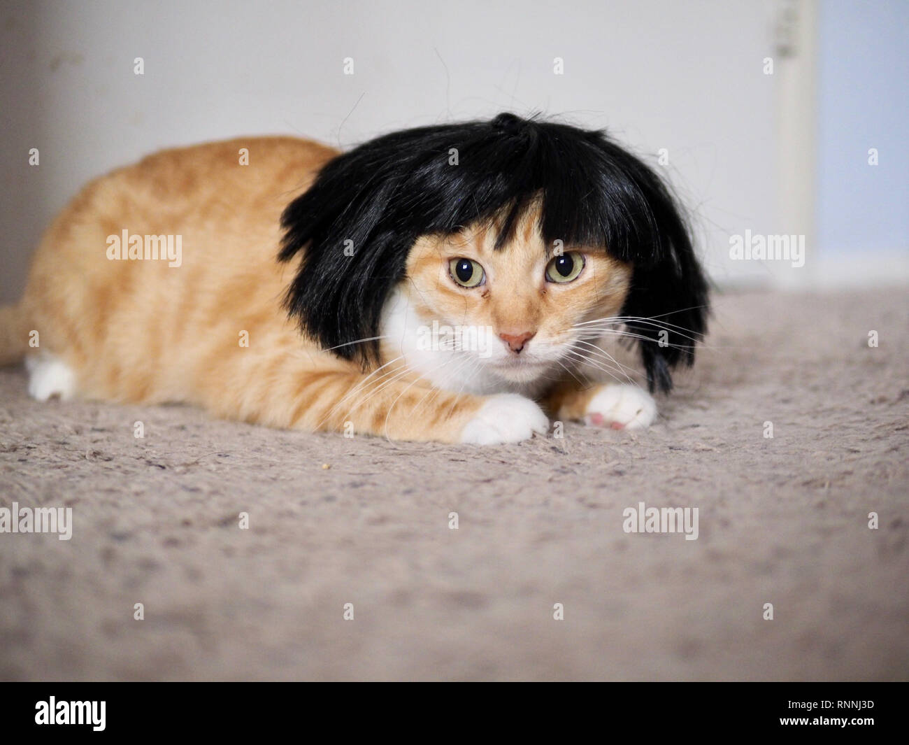 Mika die orange Tabby tragen eine schwarze Perücke Stockfoto