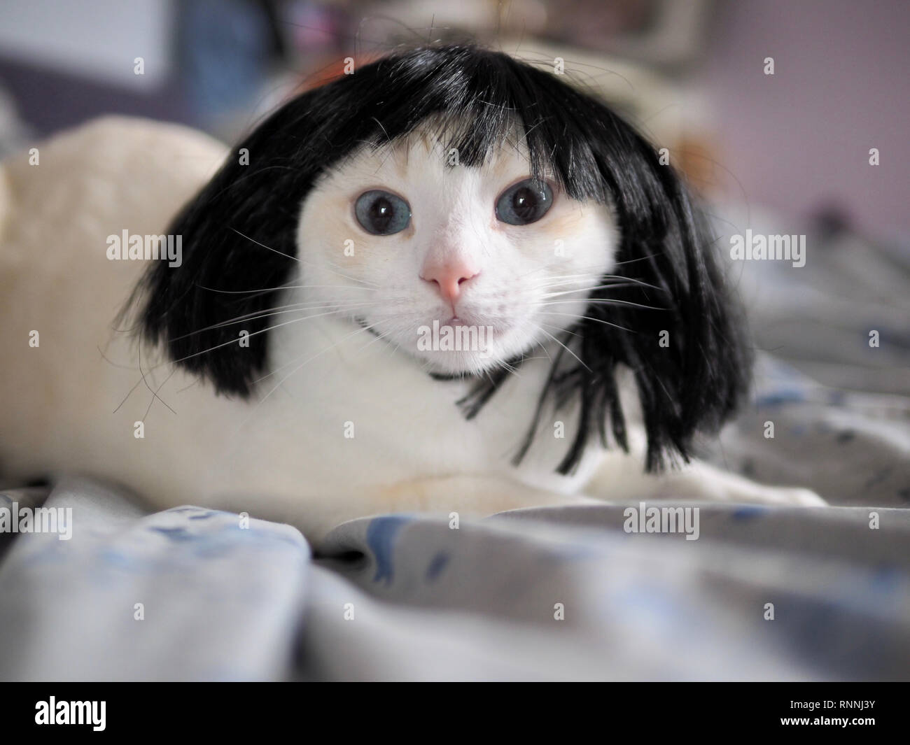 Katze mit lustiger perücke -Fotos und -Bildmaterial in hoher Auflösung –  Alamy