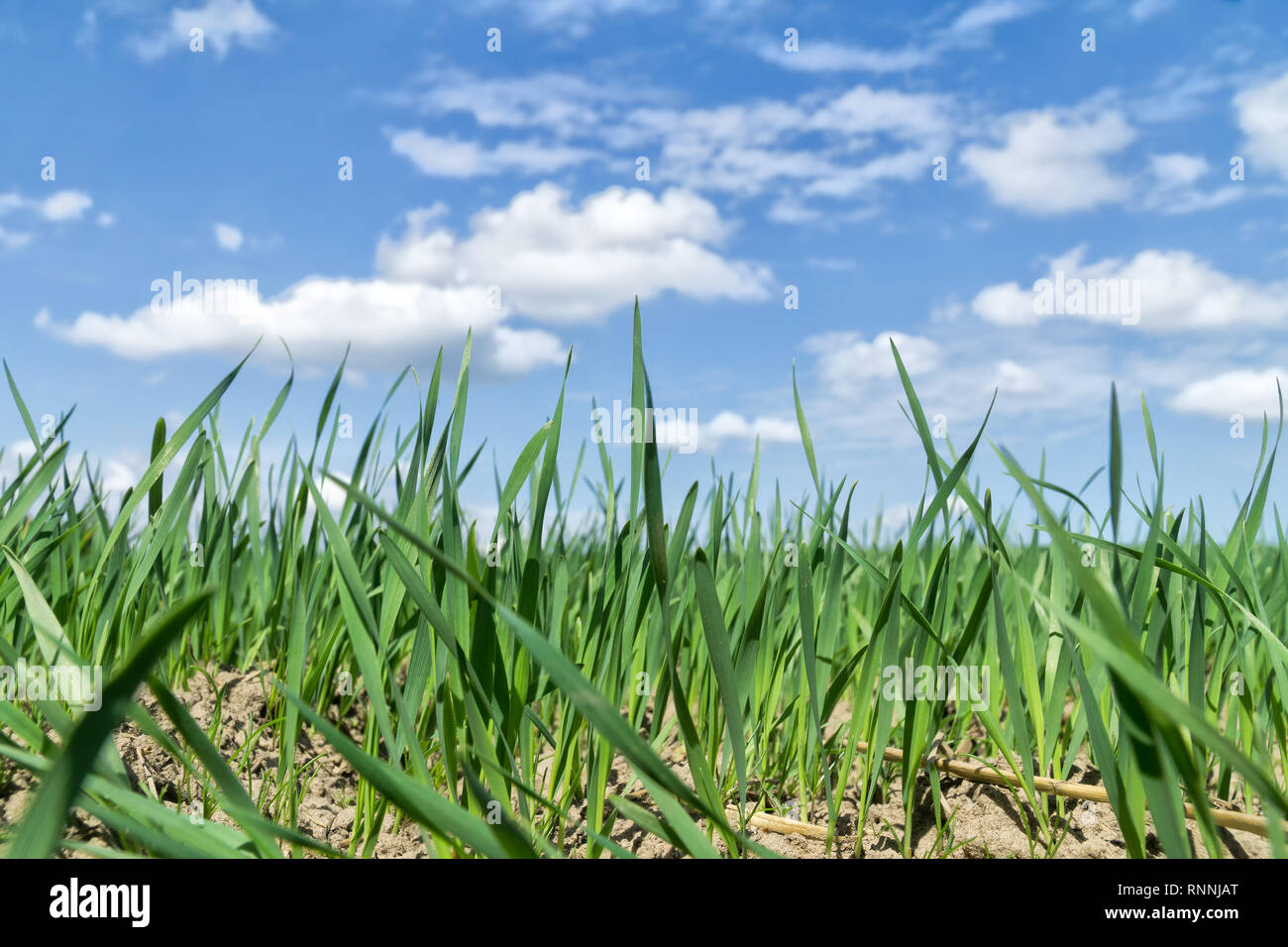 Grünes Feld gegen den blauen Himmel mit weißen Wolken, Frühling Landschaft. Umweltschutz Konzept. Low Angle View. Selektive konzentrieren. Stockfoto