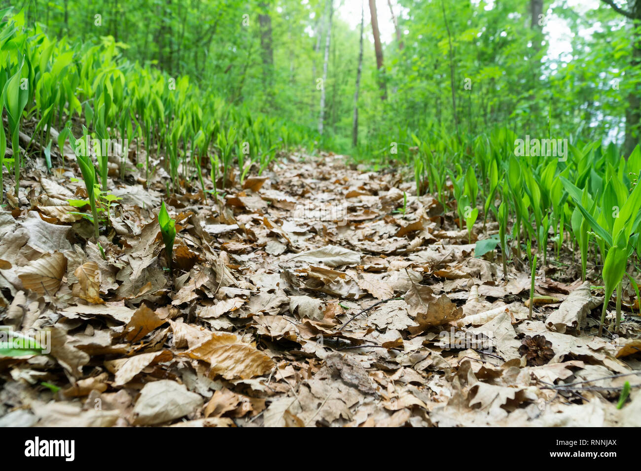 Pfad bedeckt mit Eiche und Buche Blätter im Wald, Maiglöckchen auf den Seiten, sonniger Frühlingstag, Ansicht von unten. Selektive Schärfe, Unschärfe Stockfoto