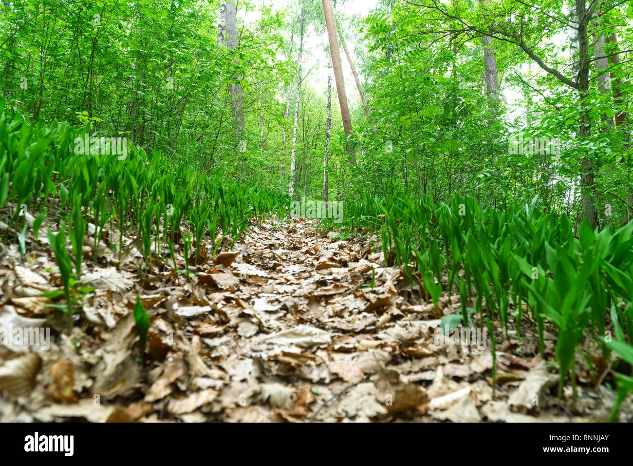 Pfad bedeckt mit Eiche und Buche Blätter im Wald, Maiglöckchen auf den Seiten, sonniger Frühlingstag, Ansicht von unten. Selektive Schärfe, Unschärfe Stockfoto