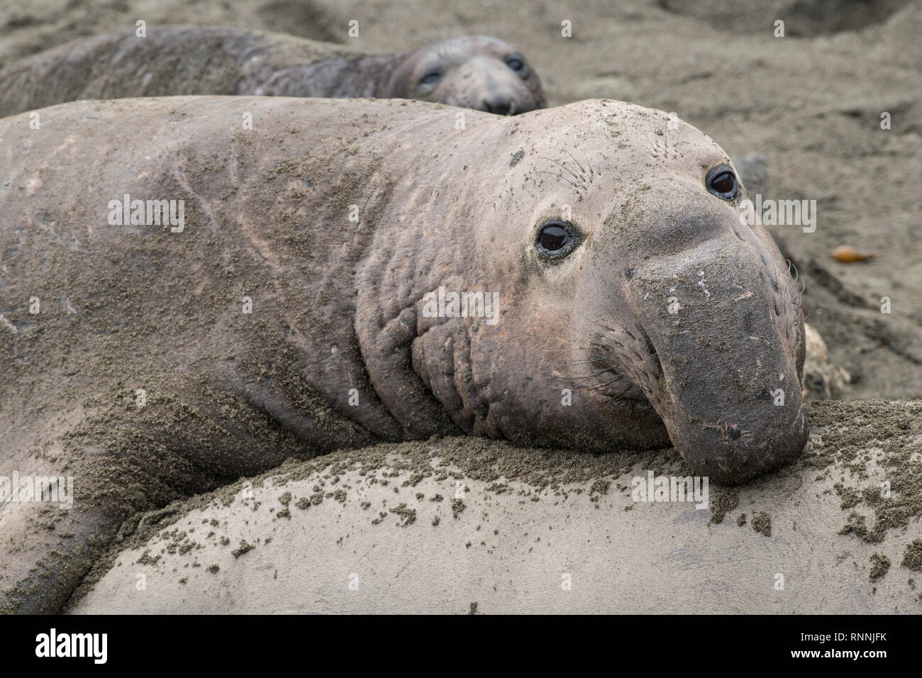 Northern elephant Seal, Piedras Blancas rookery, Kalifornien Stockfoto