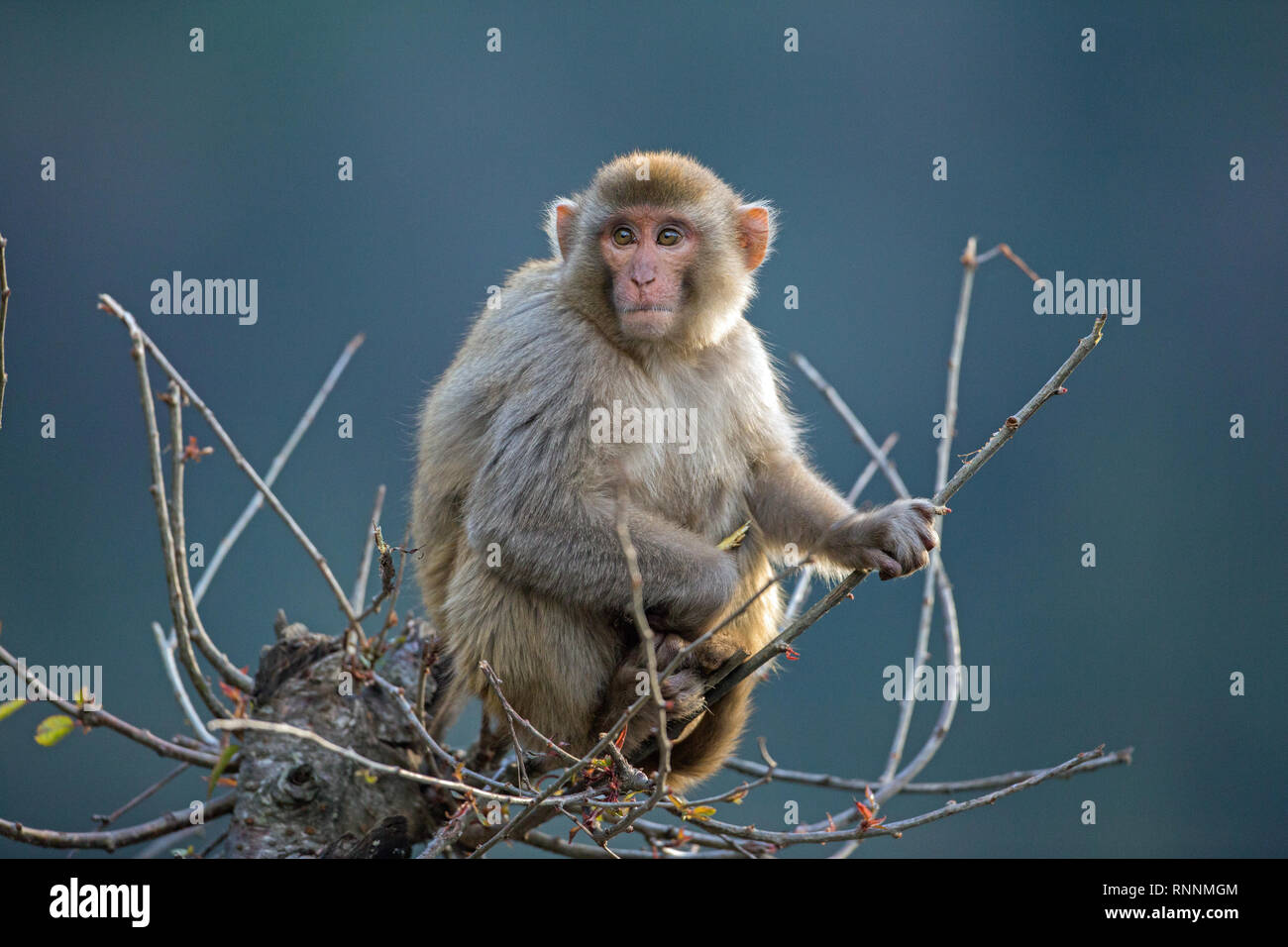 Rhesus Makaken (Macaca mulatta). Juvenile Monkey. Das Sitzen auf einem Baum. Ein Aussichtspunkt, von dem aus die lokale Umgebung zu sehen. Am frühen Morgen. Januar. Himalaya Vorberge. Nordindien. ​ Stockfoto