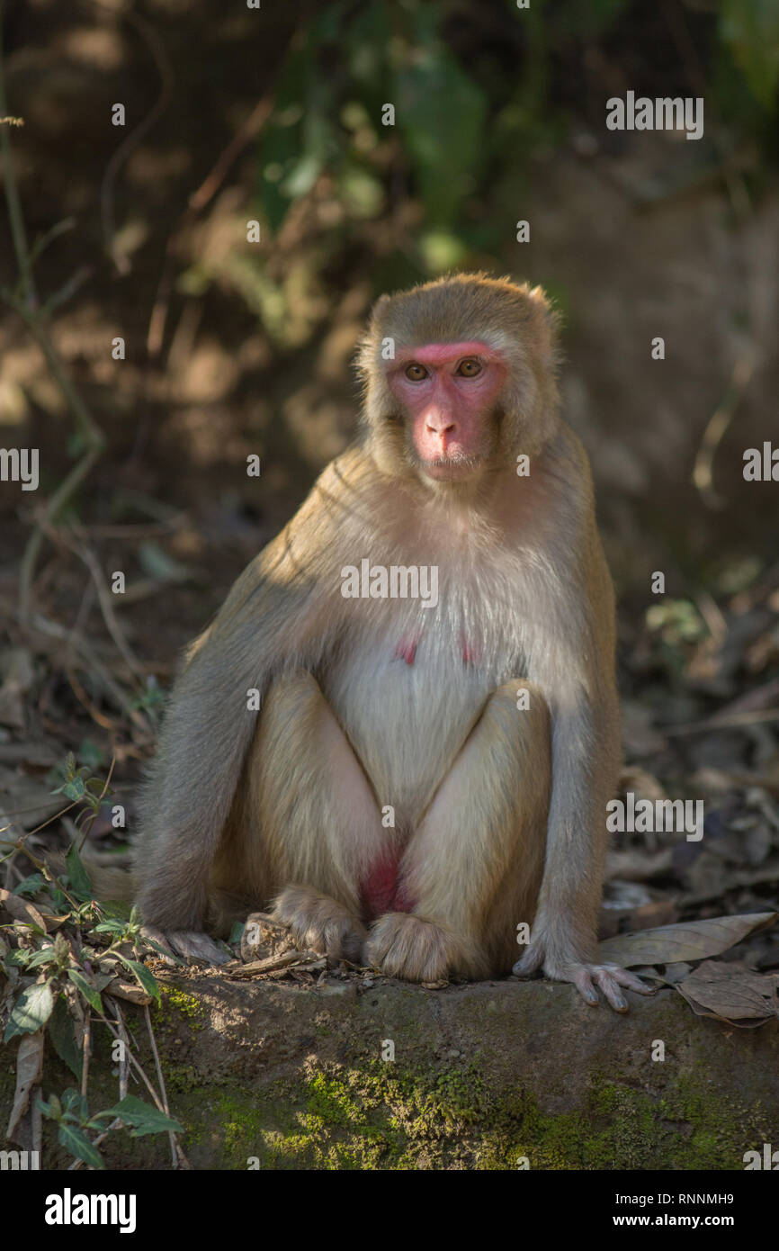 Rhesus Makaken (Macaca mulatta). Erwachsene Frau, sitzen auf dem Boden. Im Norden Indiens. Stockfoto
