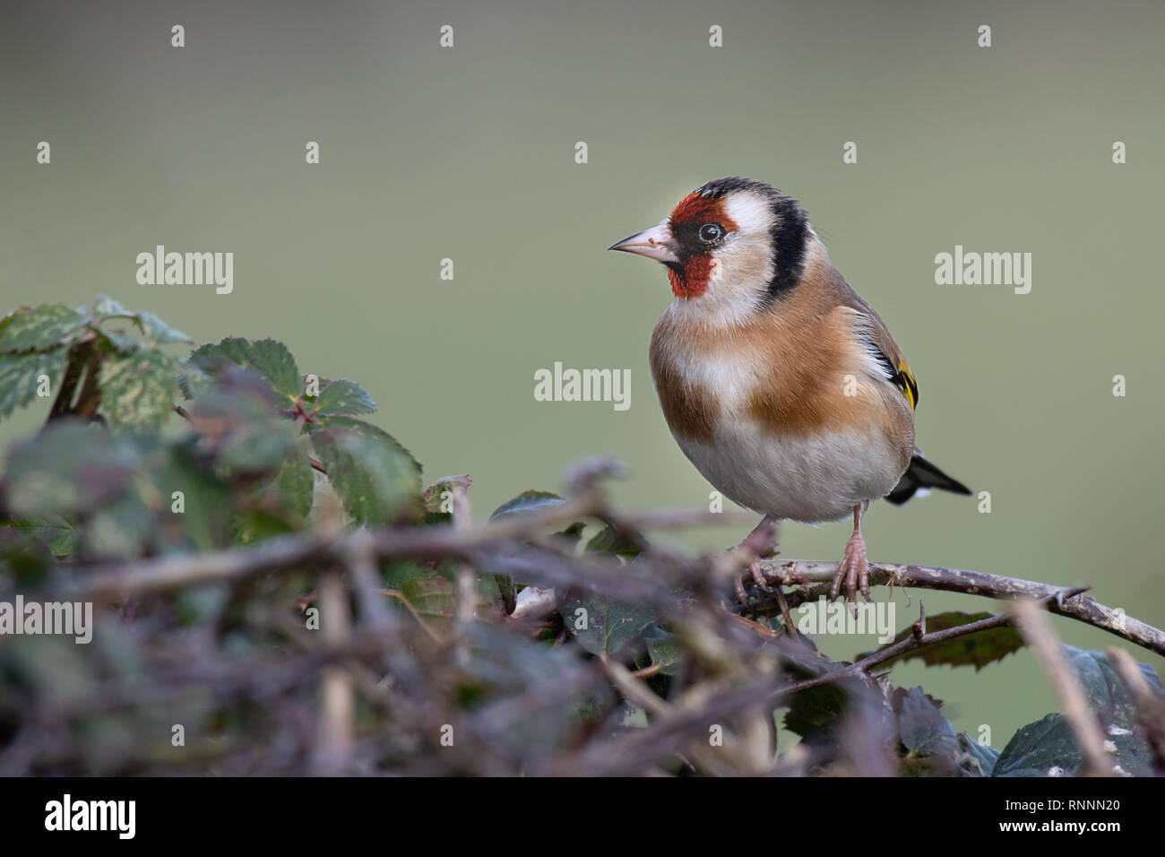 Ein goldfinch thront auf der Spitze einer Hecke. Es ist ein Profil Portrait auf der linken Seite Stockfoto