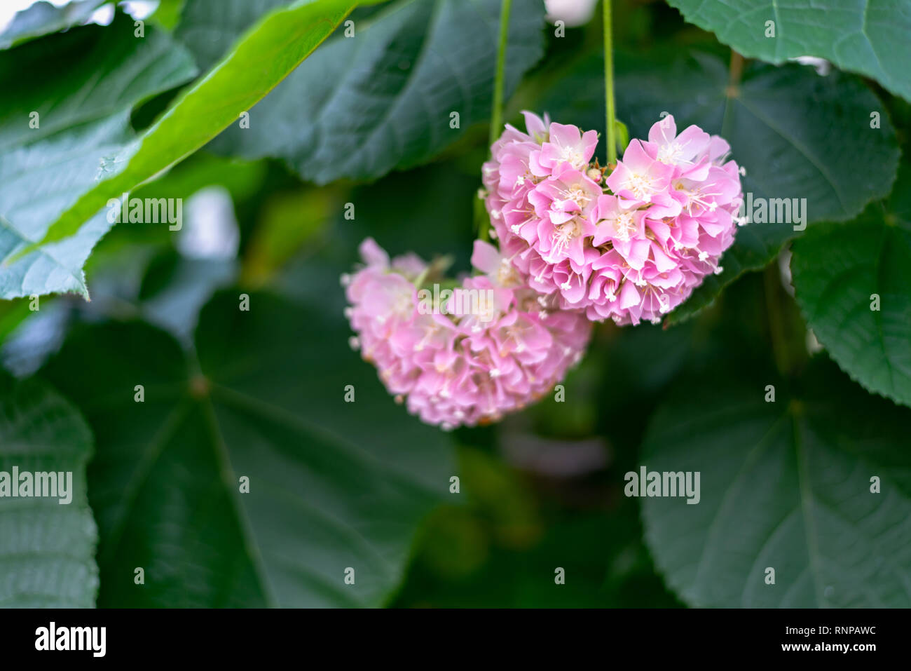 Rosa Schneeball - Dombeya cayeuxii Blühende mit rosa Blüten. Stockfoto