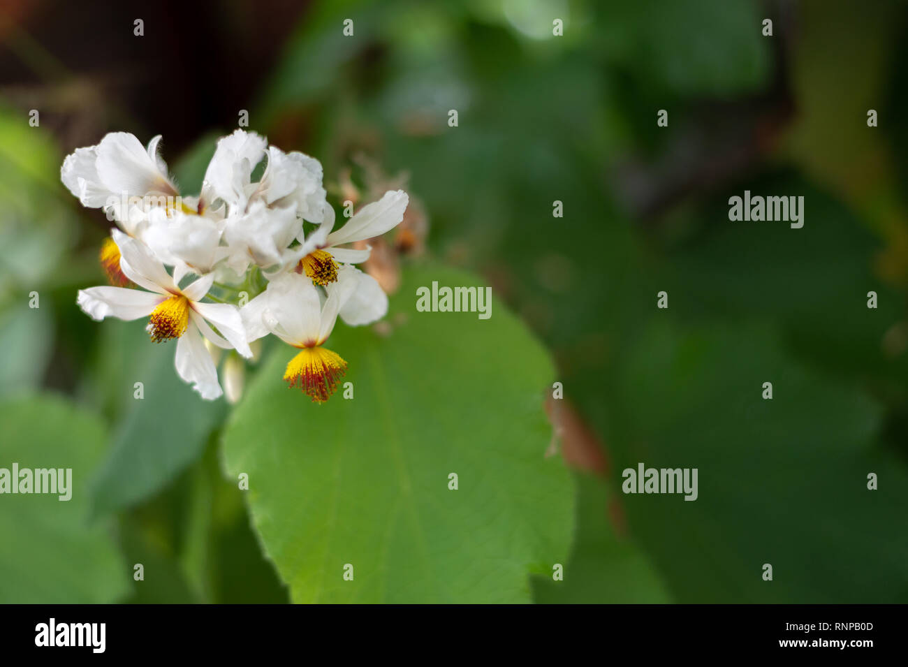 Bidens pilosa, Asteraceae Spanisch Nadel, Bettler tick Stockfoto