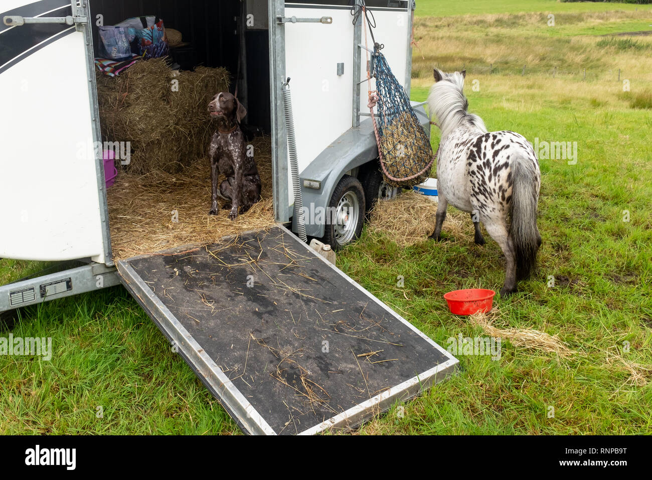 Ein Hund bellt, während im Inneren ein Pferd Box mit offener Tür und  Shetland Pony sitzen außerhalb der lokalen Landwirtschaft zeigen Fort  William Schottland gebunden Stockfotografie - Alamy