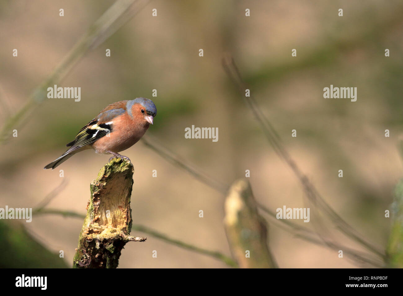Erwachsene Männchen Buchfink, Fringilla coelebs thront auf einer verfallenden Zweig, England, UK. Stockfoto