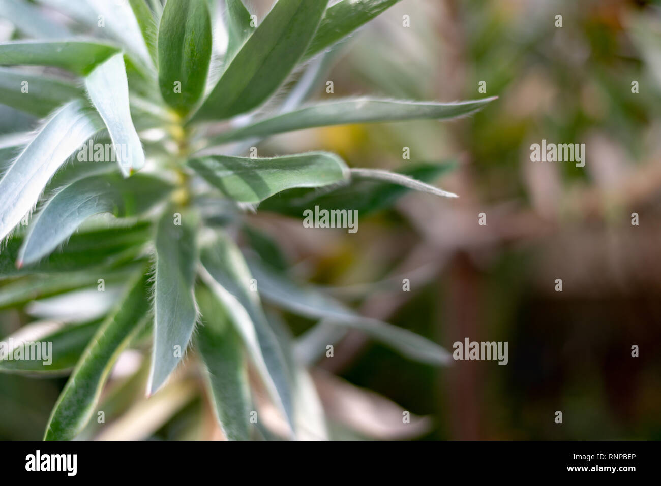Leucadendron argenteum Silber Baum Stockfoto