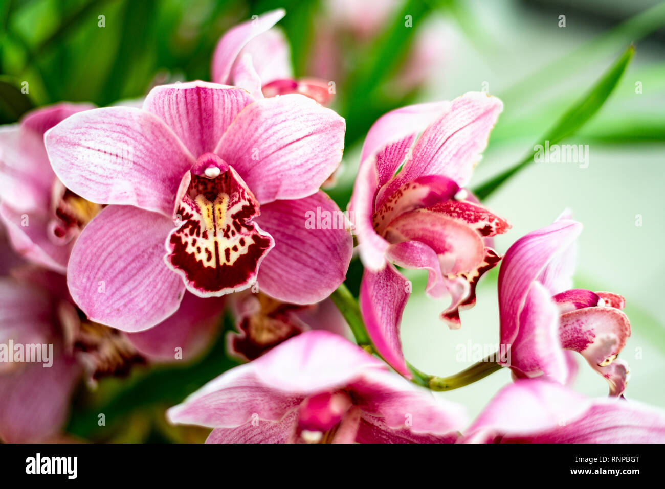 Rot Rosa Boot Orchidee Cymbidium Stockfoto