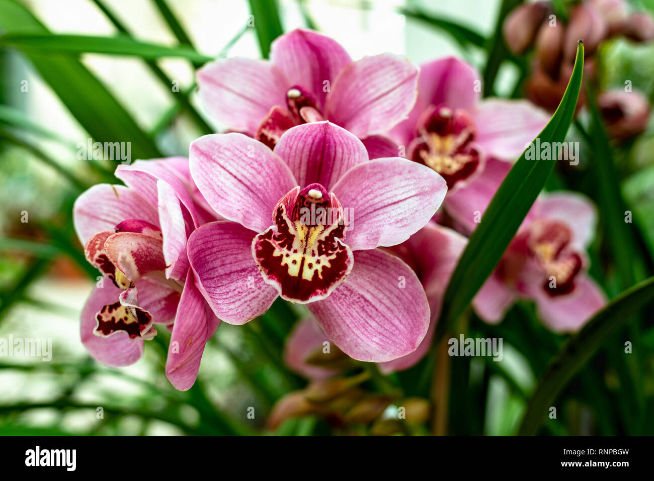 Rot Rosa Boot Orchidee Cymbidium Stockfoto