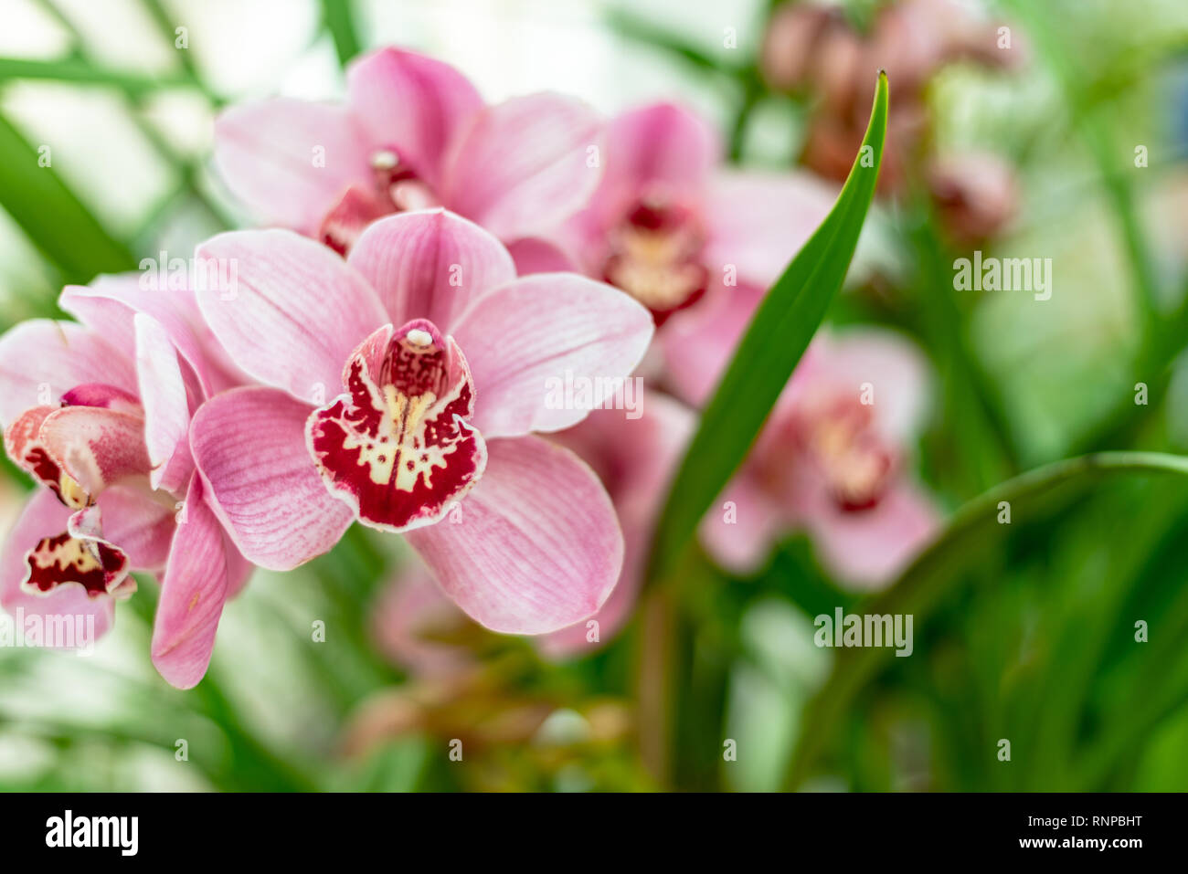 Rot Rosa Boot Orchidee Cymbidium Stockfoto