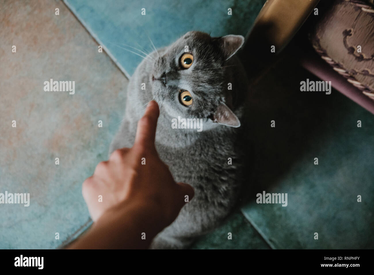 Persönliche Ansicht von oben Jemand teazing Britische Katze, die bis in die Kamera schaut ist Stockfoto