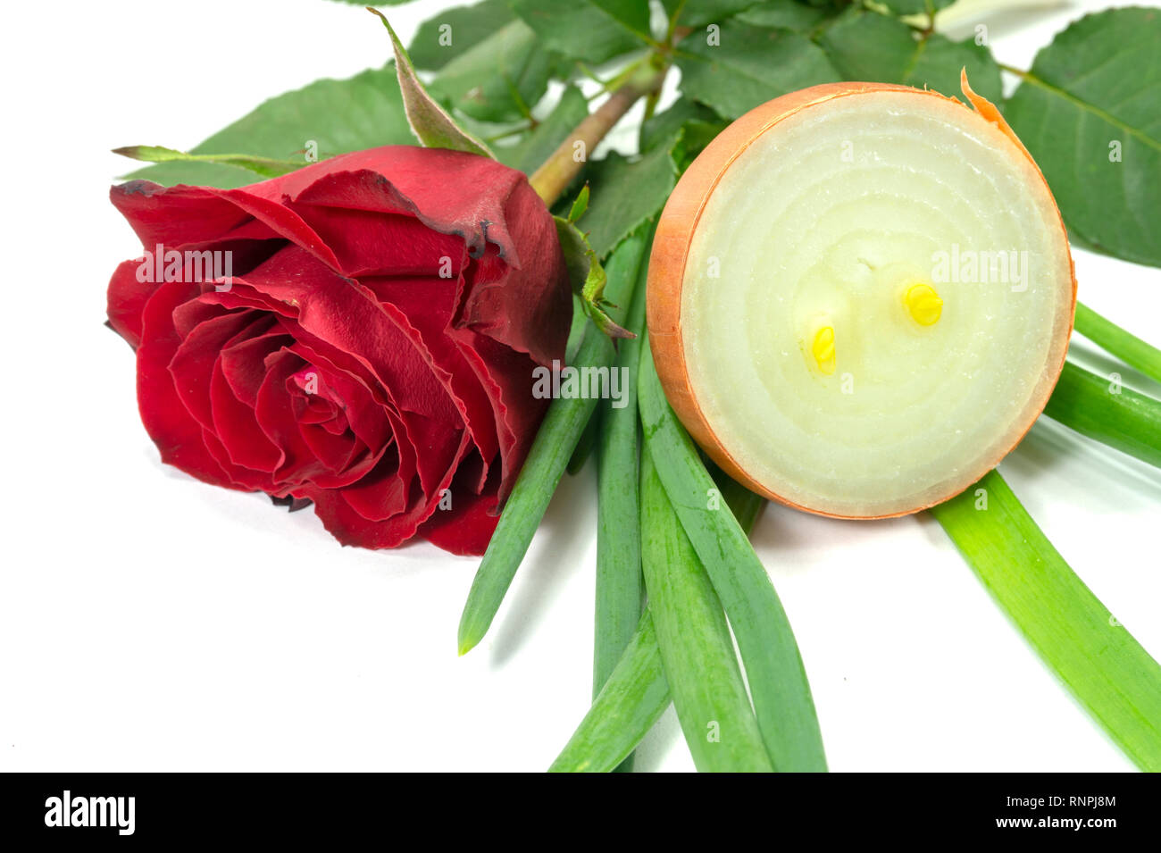 Single duftende rote Rose mit in Scheiben geschnittenen halbierte Frische rohe braune Zwiebel isoliert auf Weiss mit Kopie Raum in eine andere inkompatible riecht konzeptionelle imag Stockfoto