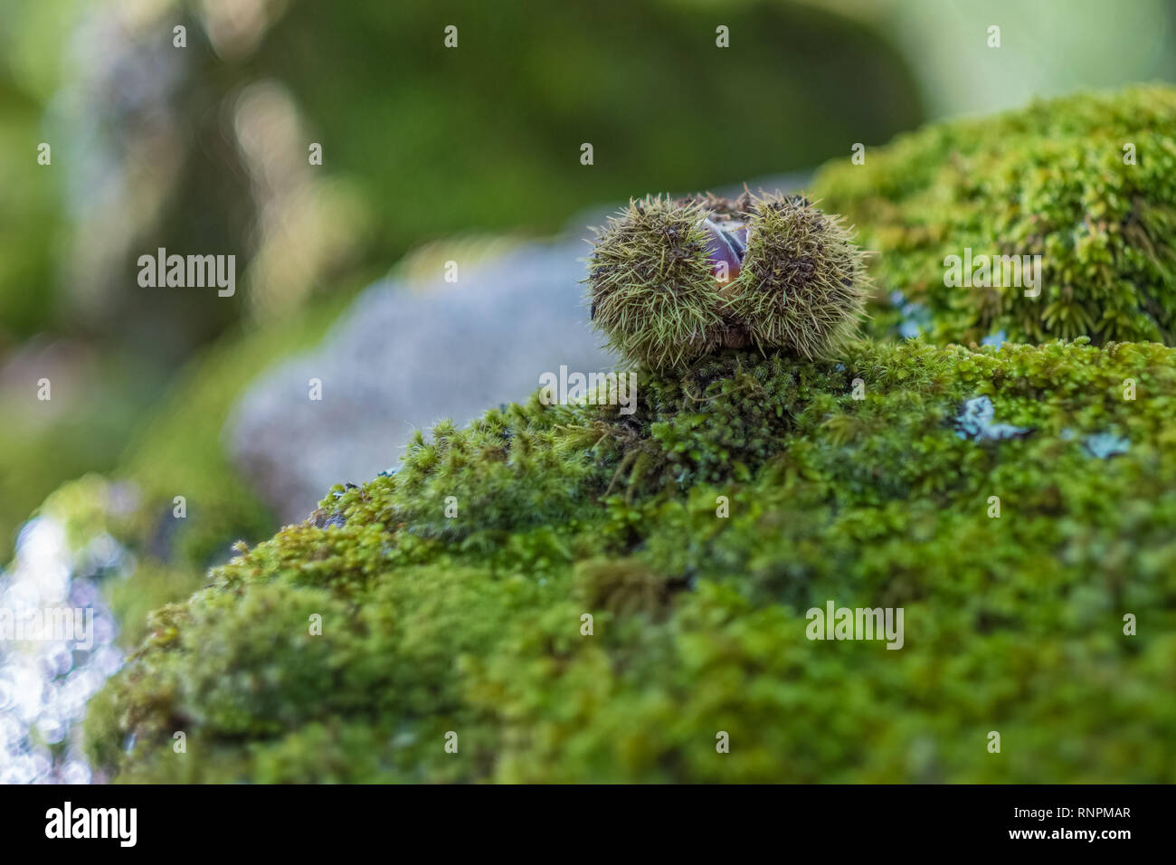 geöffnete Kapsel mit Kastanien Stockfoto