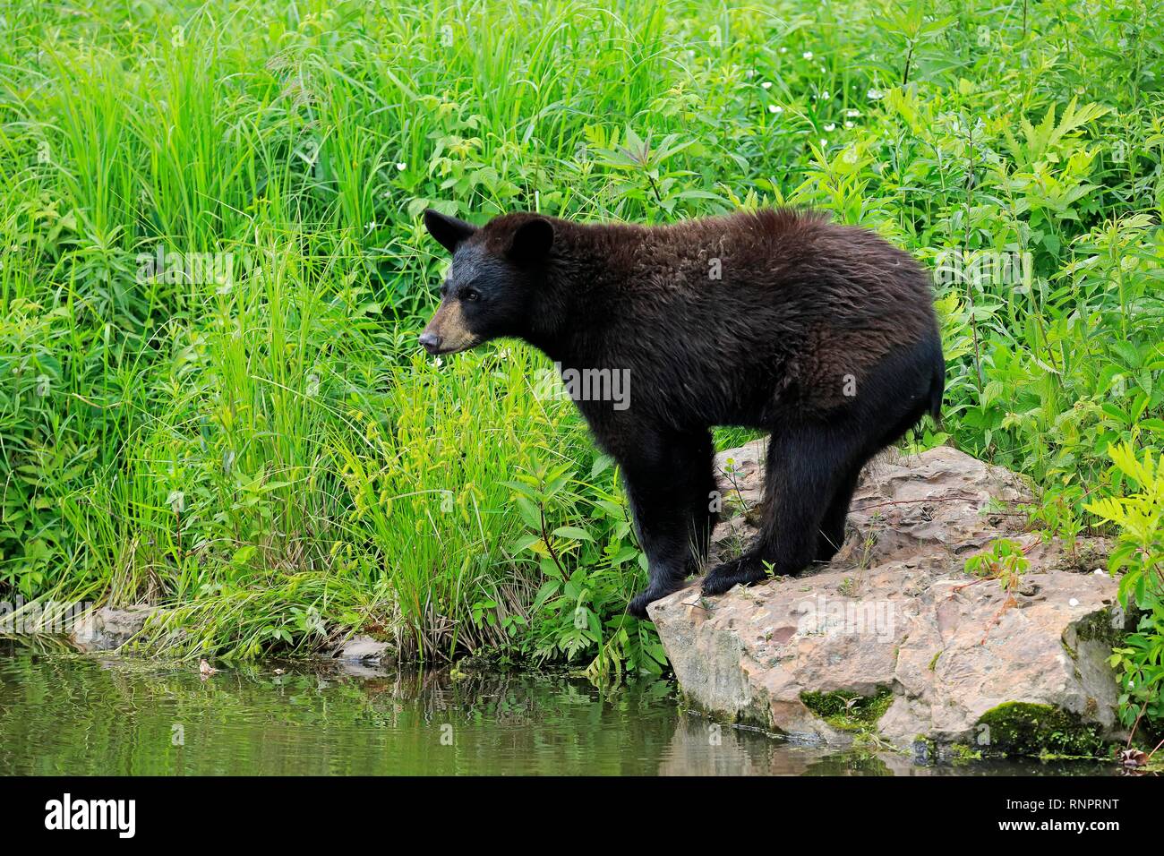 Amerikanischer Schwarzbär (Ursus americanus), junge Tier stehend auf den Felsen am Wasser, Pine County, Minnesota, USA Stockfoto