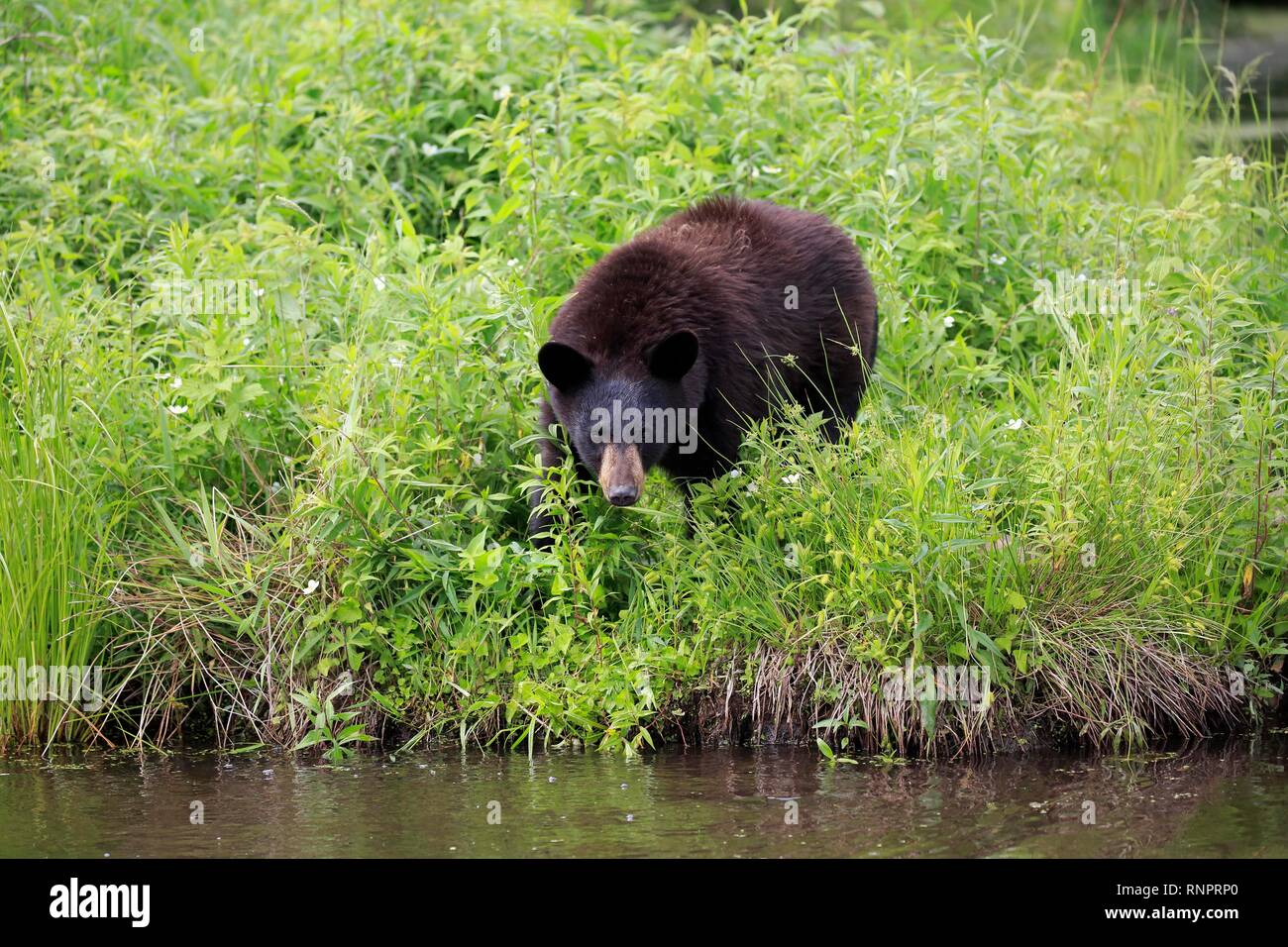 Amerikanischer Schwarzbär (Ursus americanus), junge Tier am Wasser, Pine County, Minnesota, USA Stockfoto