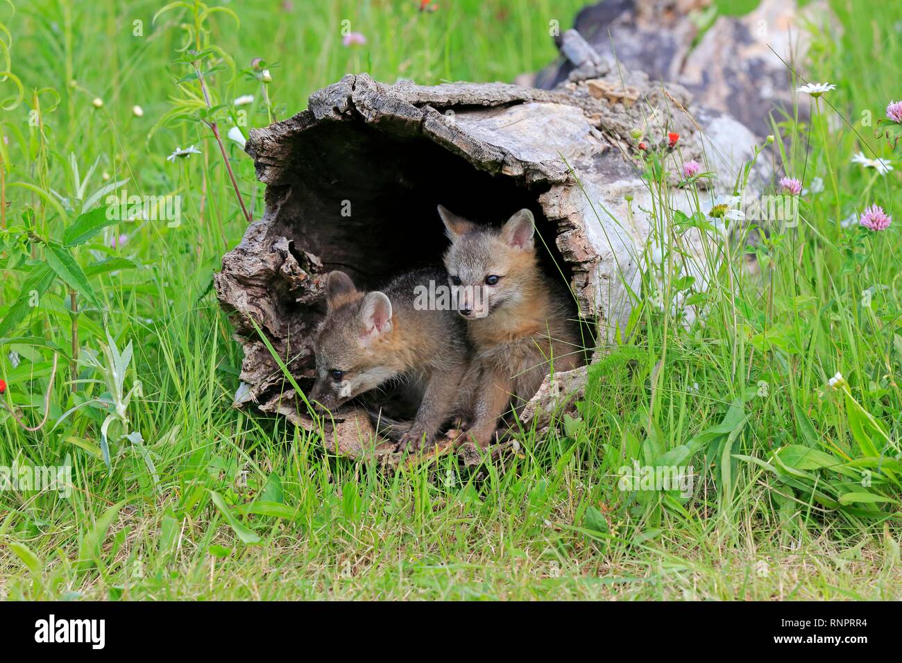 Graue Füchse (Urocyon cinereoargenteus), zwei junge Tiere neugierig aus einem ausgehöhlten Baumstamm in einer Blumenwiese Stockfoto
