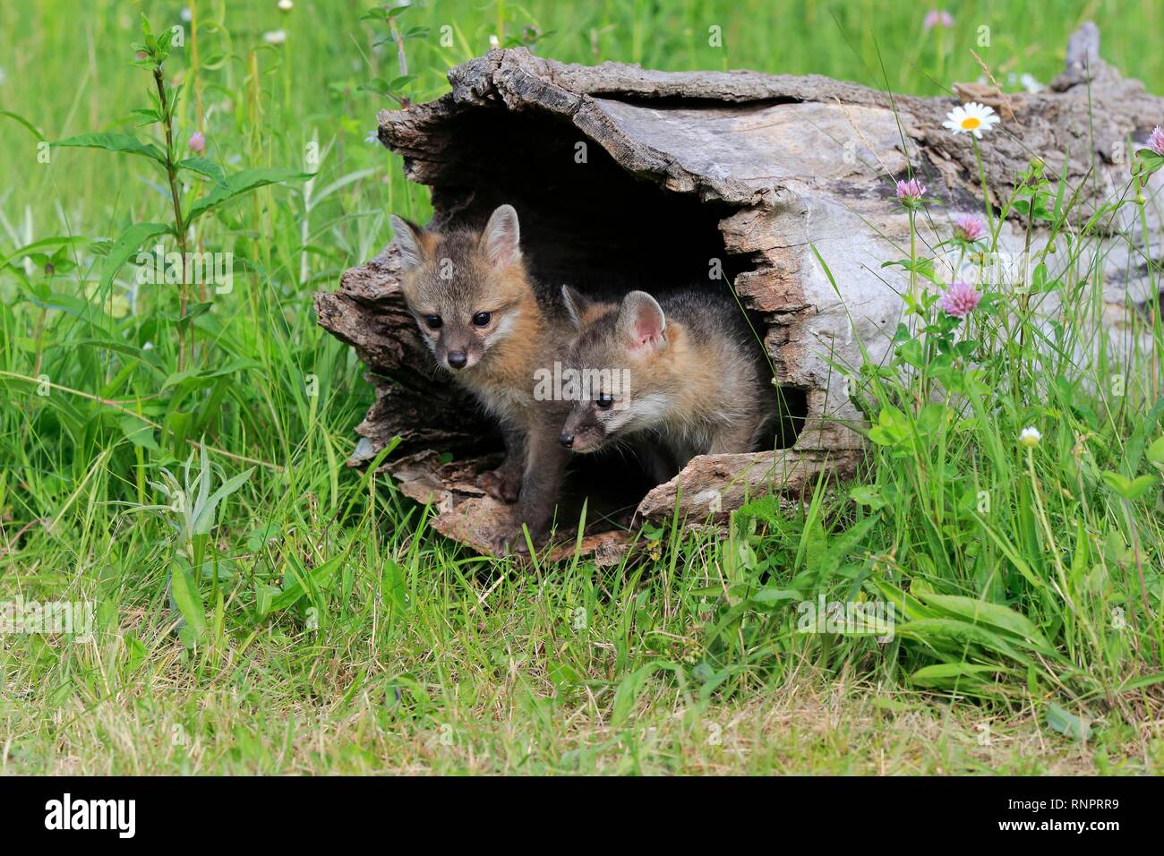 Graue Füchse (Urocyon cinereoargenteus), zwei junge Tiere neugierig aus einem ausgehöhlten Baumstamm in einer Blumenwiese Stockfoto