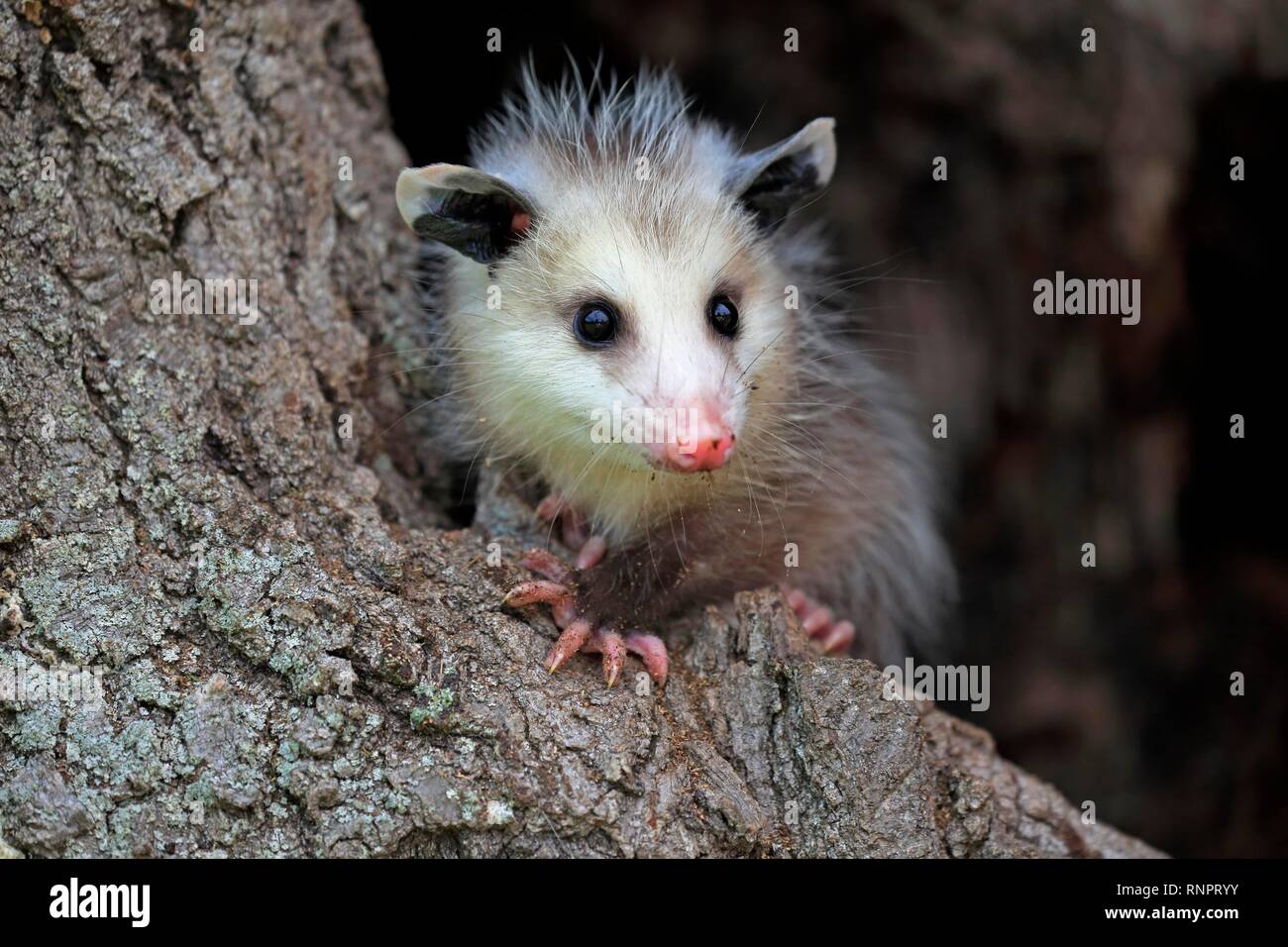 Virginia opossum (Didelphis virginiana), junge Tier auf Baumstamm, wachsam, Tier Portrait, Pine County, Minnesota, USA Stockfoto