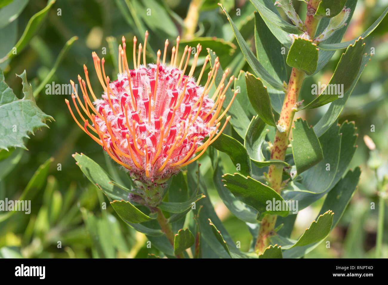 Leucospermum muirii, Albertinia Nadelkissen, Nahaufnahme, Detail der Blume auf der Bush. Ein renosterveld Fynbos plant als Seltene, bedrohte Stockfoto
