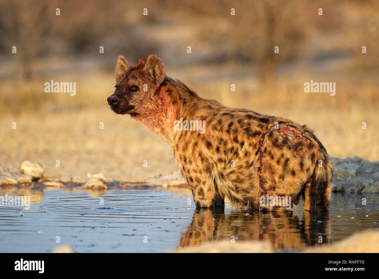 Verwundet Tüpfelhyäne (Crocuta crocuta) im Wasserloch, Kgalagadi Transfrontier Park, Südafrika Stockfoto