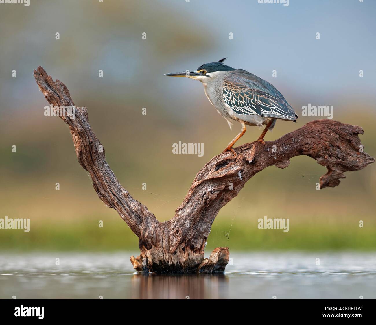 Gestreift Heron (Butorides Striata) steht auf Totholz im Wasser, Kwazulu-Natal, Südafrika Stockfoto