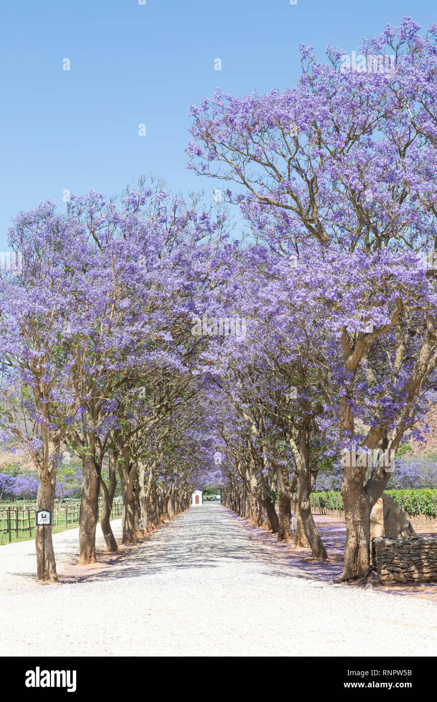 De Wetshof Wine Estate, Robertson Valley, Route 62, Breede River Valley, Western Cape Town, Südafrika im Frühjahr mit Jacaranda Blüte Stockfoto