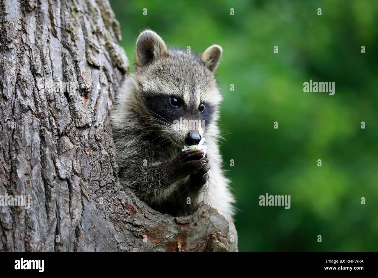 Amerikanische Waschbären (Procyon Lotor), junge Tier schaut neugierig in Baum Loch und ißt, Blume, Pine County, Minnesota, USA Stockfoto