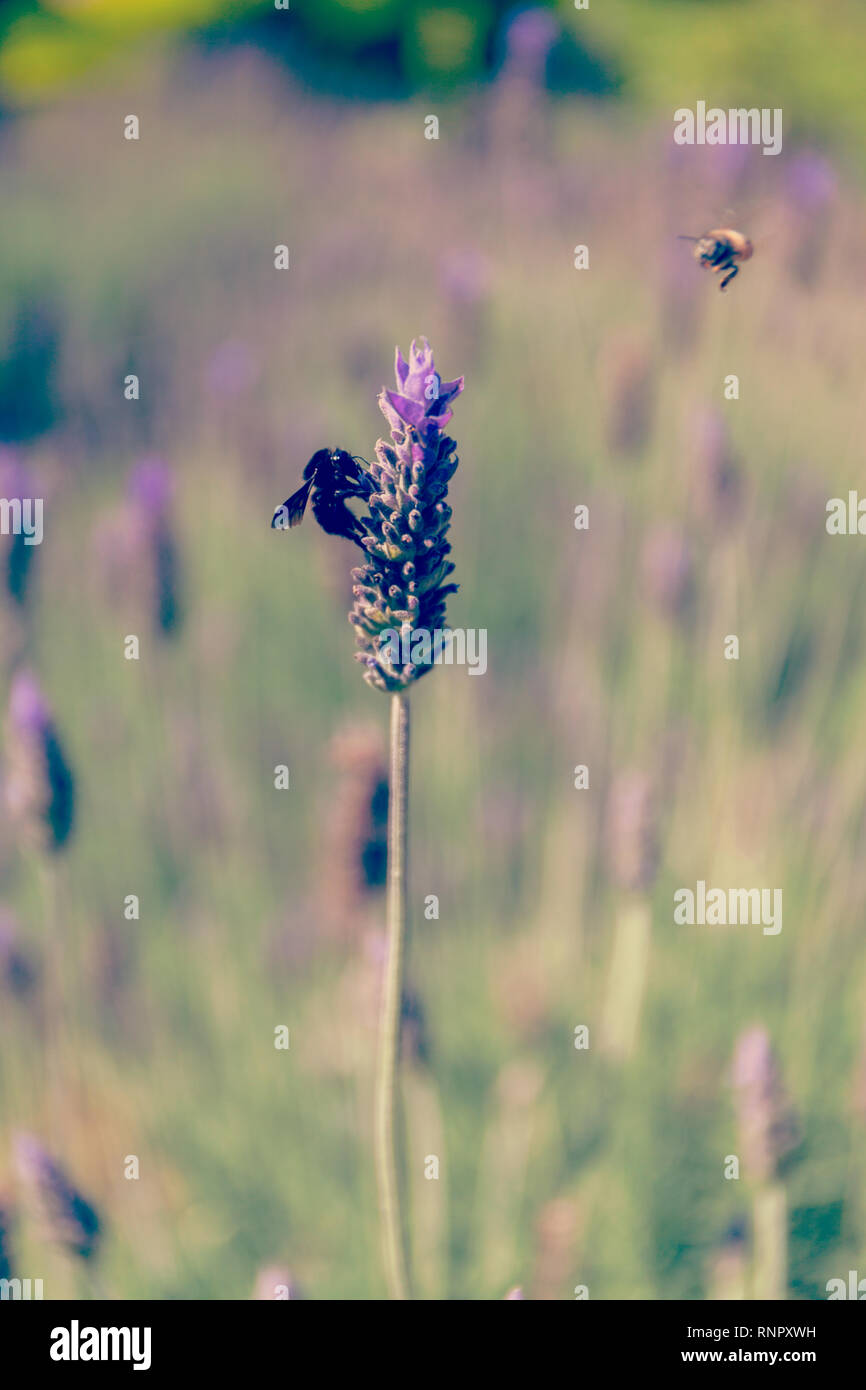 Schwarz Hummel Auszüge Nektar auf einem Lavendel Blume Stockfoto