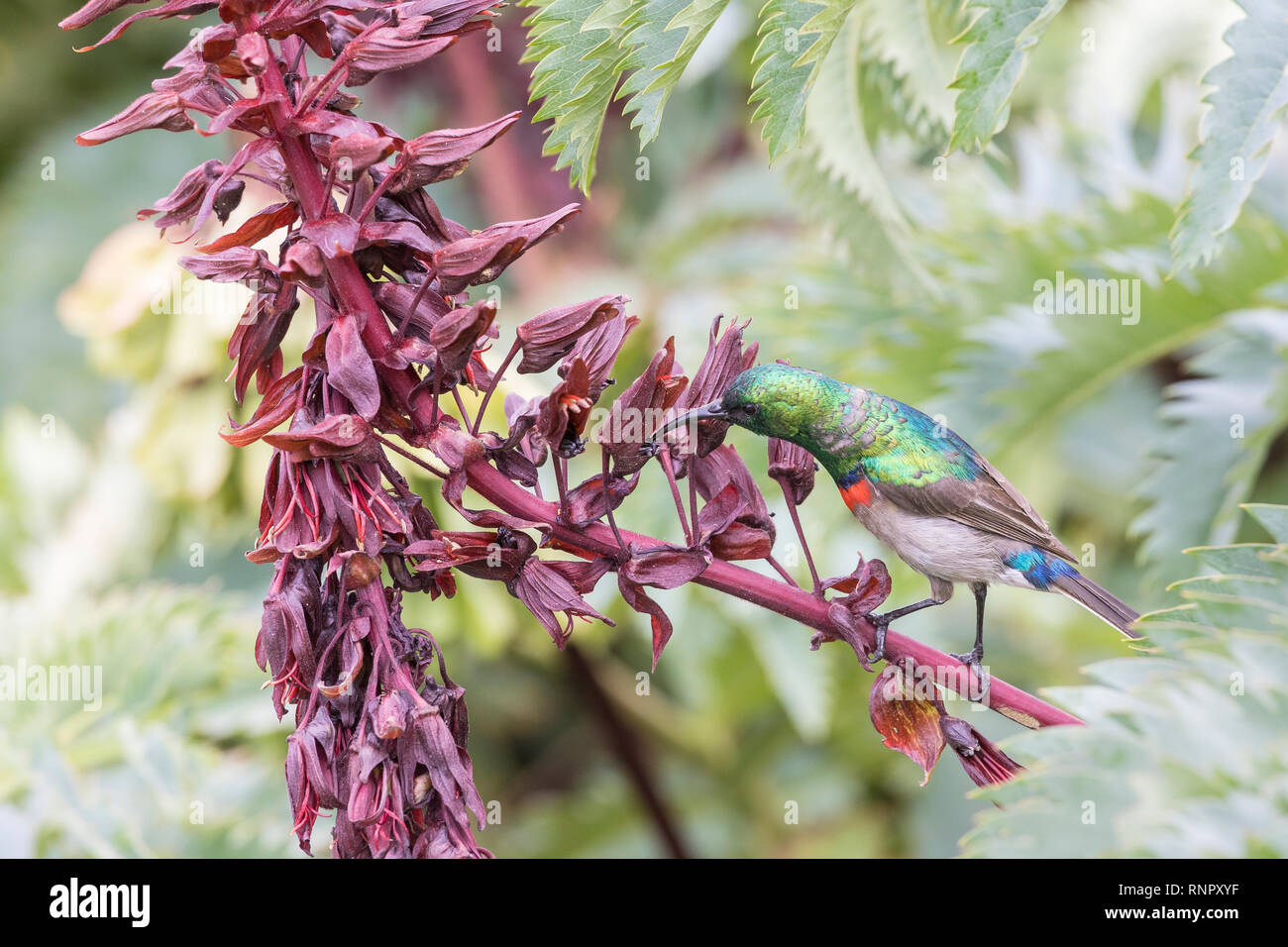 Männliche Südlichen oder weniger Doppel-collared Sunbird, Cinnyris chalybeus, über Honig bush Blumen Kirstenbosch Botanical Gardens, Western Cape, Südafrika Stockfoto