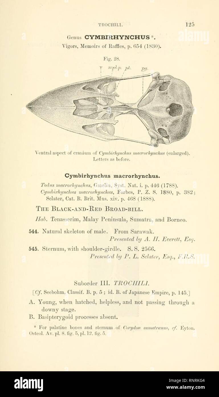 Katalog der Proben zur Veranschaulichung der osteologie der vertebrated Tiere, aktueller und ausgestorben, die im Museum der königlichen Hochschule der Chirurgen von England (Seite 125). Stockfoto