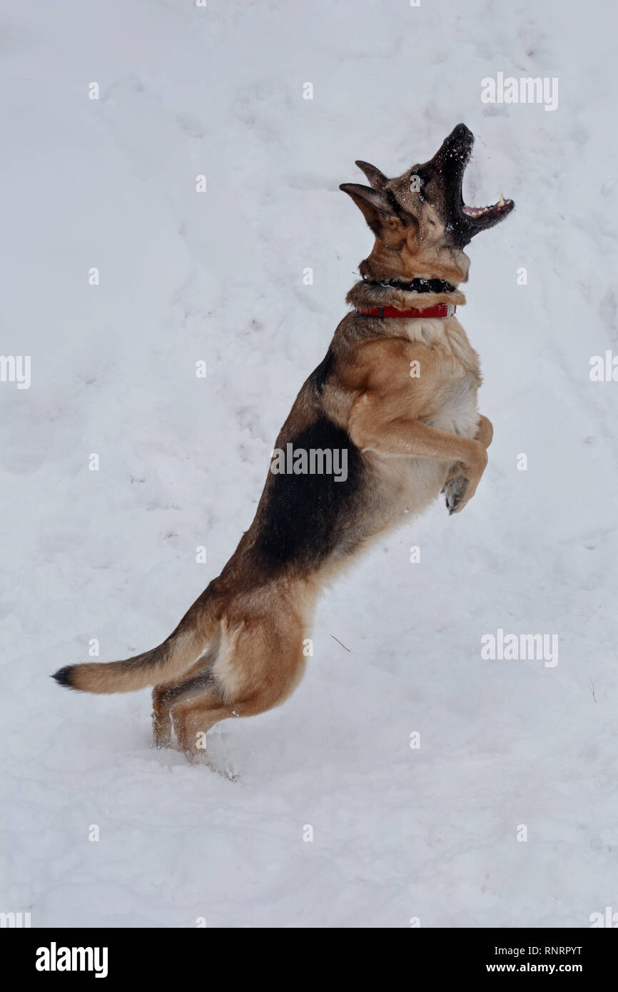Springen deutscher schäferhund Fänge Schneeflocken. Heimtiere. Reinrassigen Hund. Stockfoto
