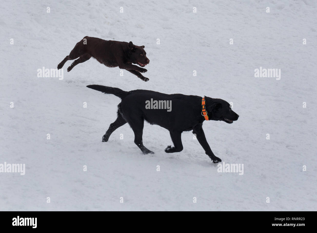 Schwarz und Chocolate labradors Spielen auf dem weißen Schnee. Heimtiere. Reinrassigen Hund. Stockfoto