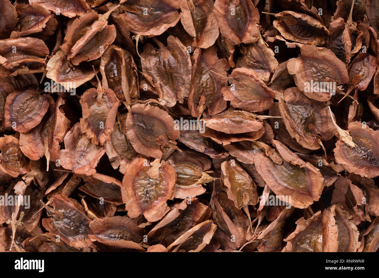 Hohe Qualitt Samen der Rhabarber, in eine Textur Formular fr Ihren  schnen Garten. Kann durch die Saatguthersteller verwendet werden  Stockfotografie - Alamy