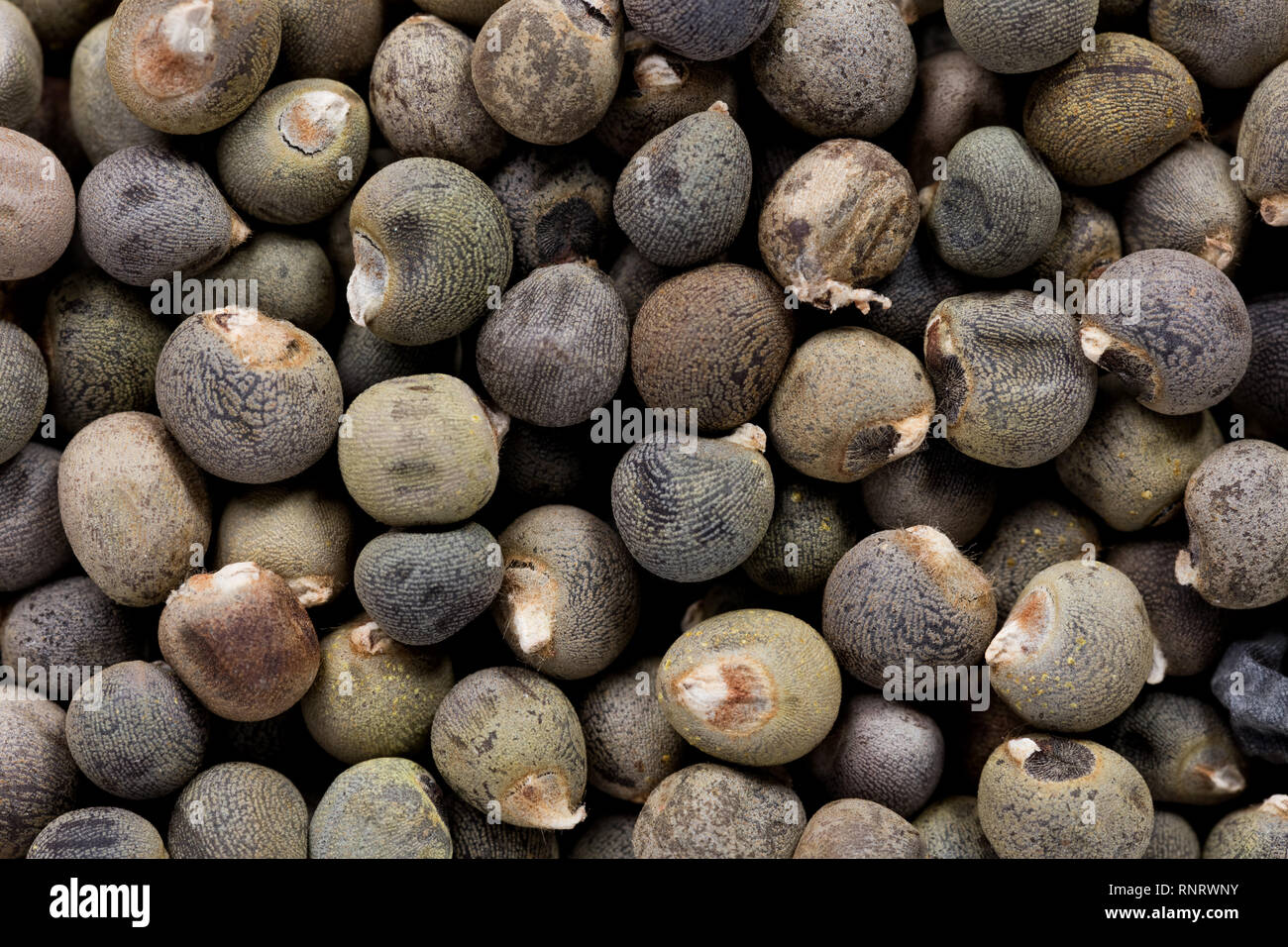 Hohe Qualität Samen der bamia, Gemüse in eine Textur Formular für Ihren schönen Garten. Kann durch die Saatguthersteller verwendet werden. Stockfoto