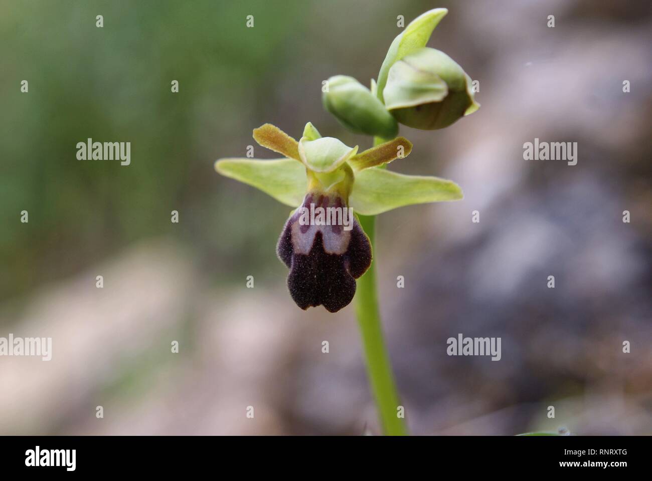 Ophrys lupercalis Stockfoto