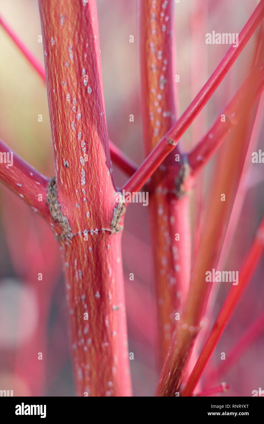 Acer palmatum ango Kaku 'Rinde. Detail der farbenfrohe Stiele im Winter - Januar, Großbritannien. Auch als Coral Rinde Ahorn und Senkaki Acer. Stockfoto