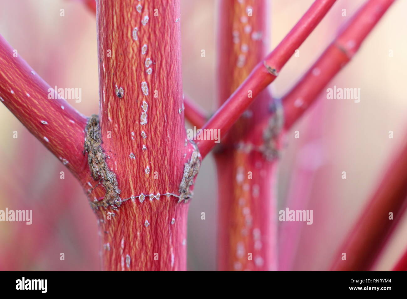 Acer palmatum ango Kaku 'Rinde. Detail der farbenfrohe Stiele im Winter - Januar, Großbritannien. Auch als Coral Rinde Ahorn und Senkaki Acer. Stockfoto