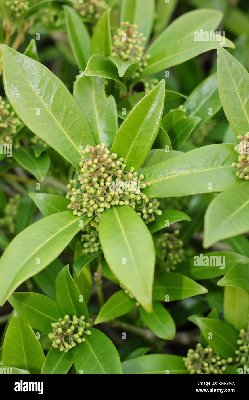 Skimmia x confusa 'Kew Green'. Blütenknospen des immergrünen Strauch, Skimmia Kew Green im Winter - Januar, Großbritannien Stockfoto