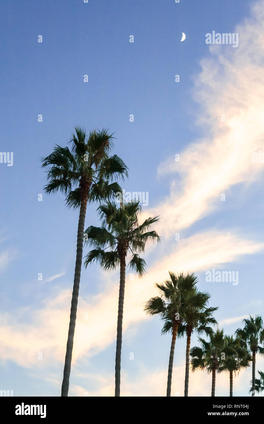 Palmen erreichen für den Himmel als Sonnenuntergang Ansätze. Stockfoto