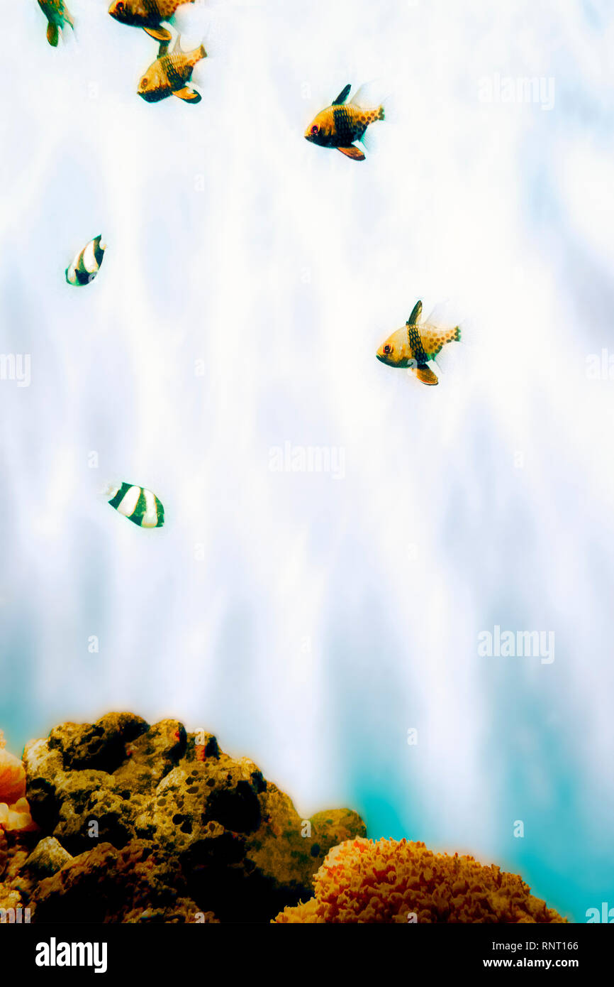 Stilisierte Bild tropischer Fische in einem Aquarium, Stücke von Korallen an der Unterseite Stockfoto