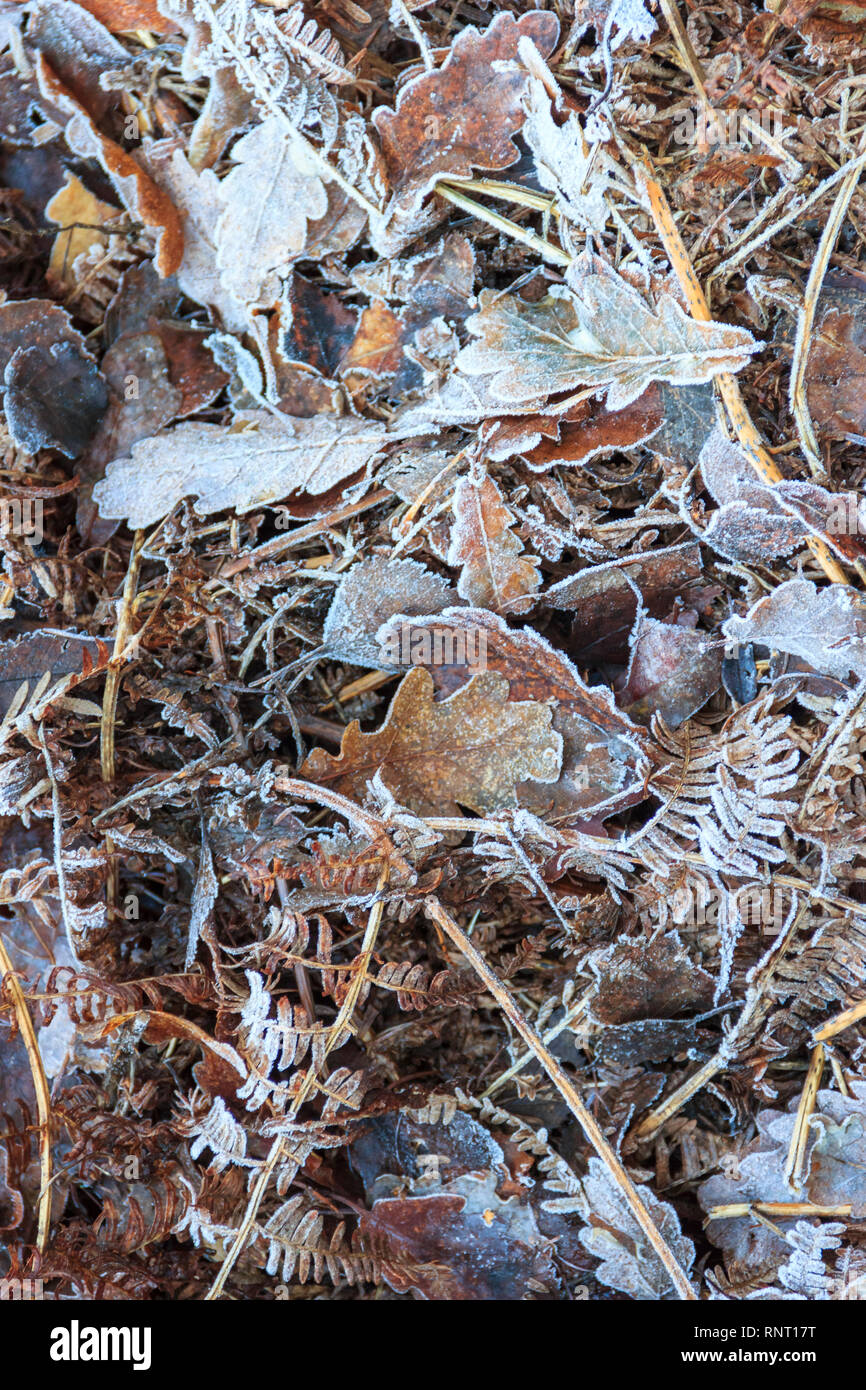 Frost - die fallenden Blätter, Zweige und adlerfarn an einem kalten Morgen im Herbst oder im Winter Stockfoto