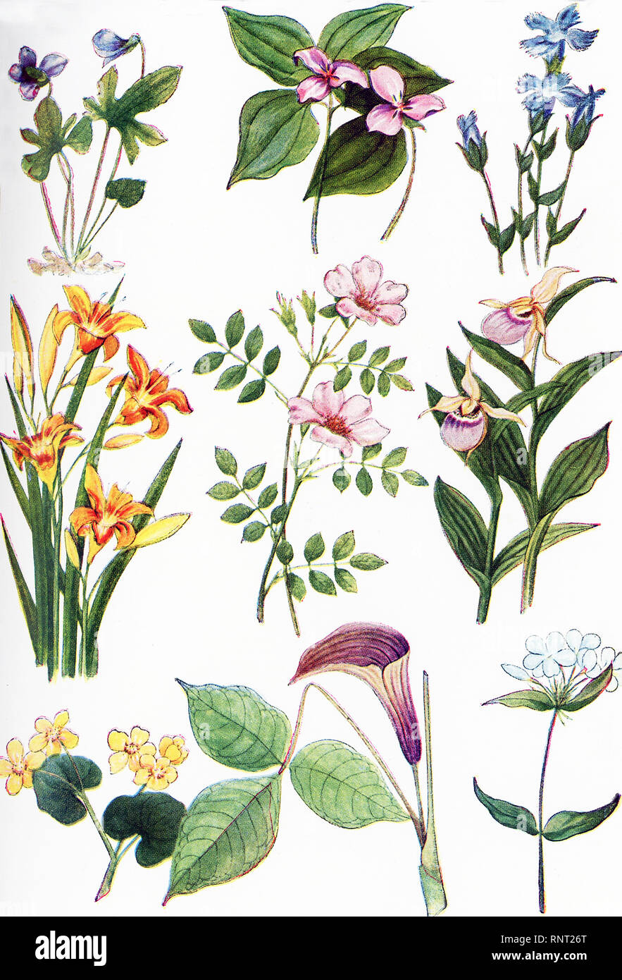 Die Abbildung hier angegebenen Termine bis 1922. Die hier abgebildeten sind North American Wildflowers: von links nach rechts und von oben nach unten: 1. Violett, 2. Wake Robin, 3 Gefranste Enzian, 4. Tag Lily, 5. Smooth Rose, 6. Frauenschuh, 7. Sumpfdotterblume, 8. Jack auf der Kanzel, 9. Phlox. Stockfoto