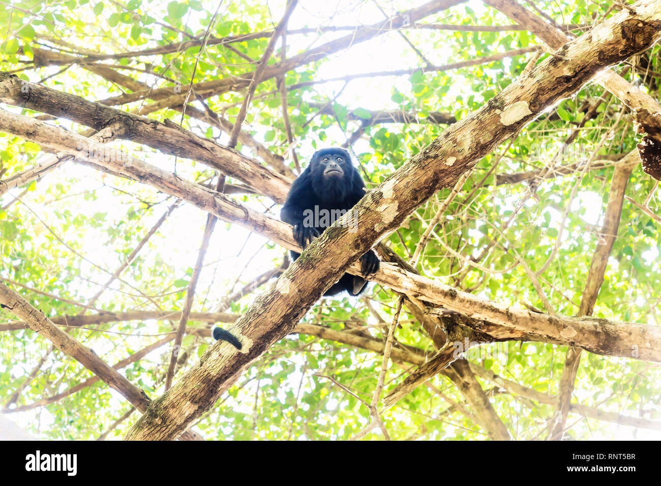 Auf der Suche nach Brüllaffen in sunlightened Bäume mit grünen Blättern, El Remate, Peten, Guatemala Stockfoto