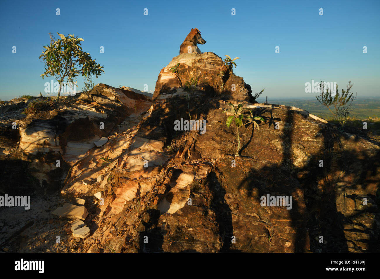 Hund auf den Felsen in Brasilien Stockfoto