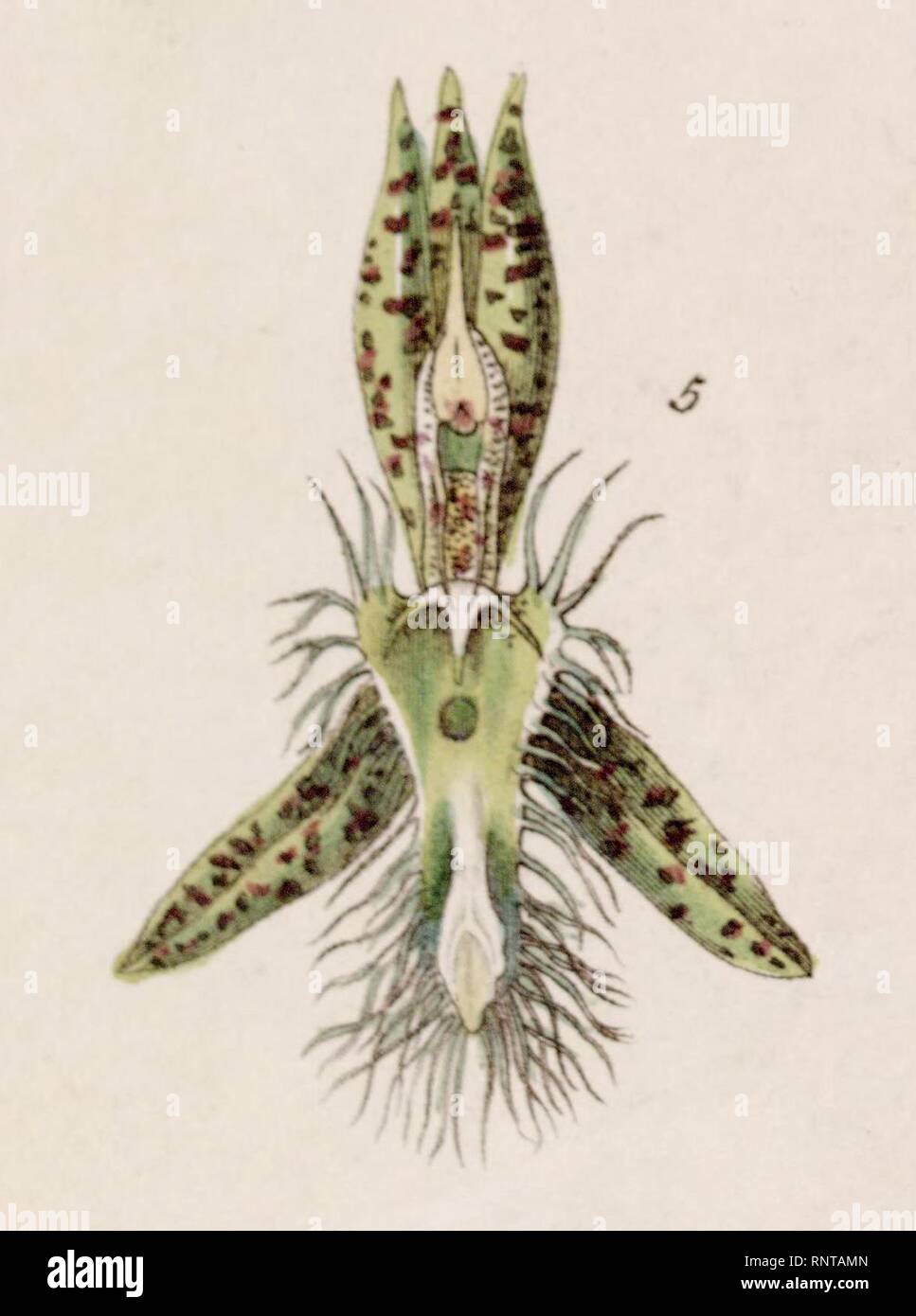 Catasetum lanciferum-Abb. 5, von Edwards vol 27 Schnitt (NS4) pl 5 (1841). Stockfoto