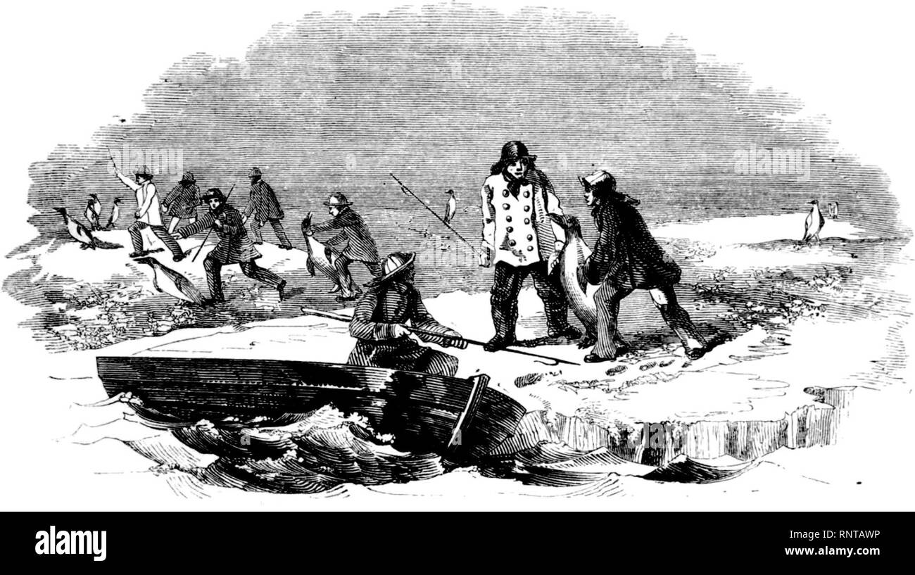 Auffällig große Penguins-Voyage Südliche und Antarktische Regionen -2-1847-0109. Stockfoto